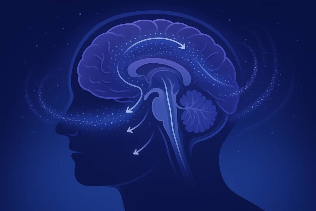 La Ciencia Detrás de Tu Regeneración Nocturna [Img:4]